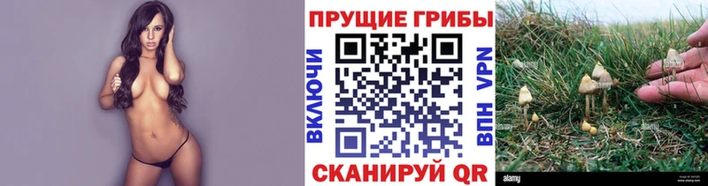Псилоцибиновые грибы GOLDEN TEACHER купить Новороссийск