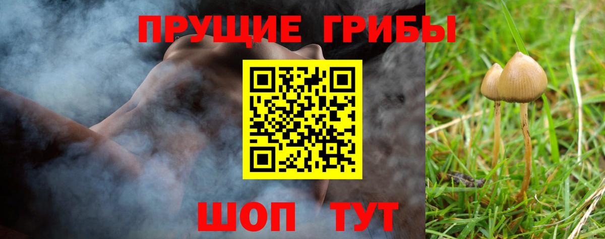 Галлюциногенные грибы Psilocybe Новороссийск